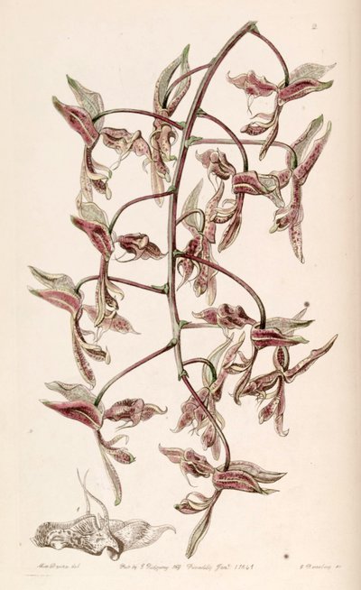 Gongora bufonia da G. Watts